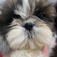 Magnifique chiot femelle shih tzu lof