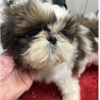 Magnifique chiot femelle shih tzu lof #2