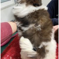 Magnifique chiot femelle shih tzu lof #3