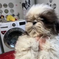 Magnifique chiot femelle shih tzu lof #5