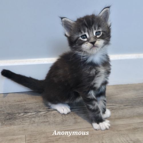 5 chatons maine coon loof #1