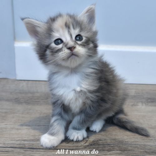 5 chatons maine coon loof #3