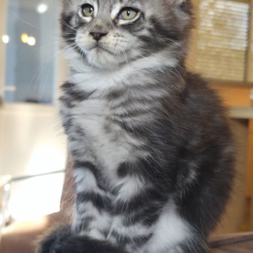 5 chatons maine coon loof