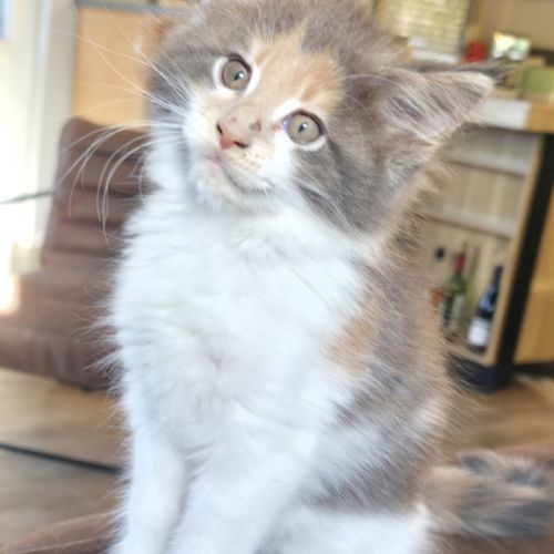 Chatons maine coon loof #3