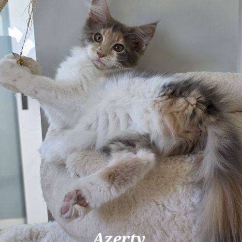 Chatons maine coon loof #1