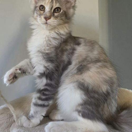 Chatons maine coon loof