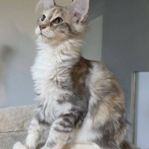Chatons maine coon loof #3