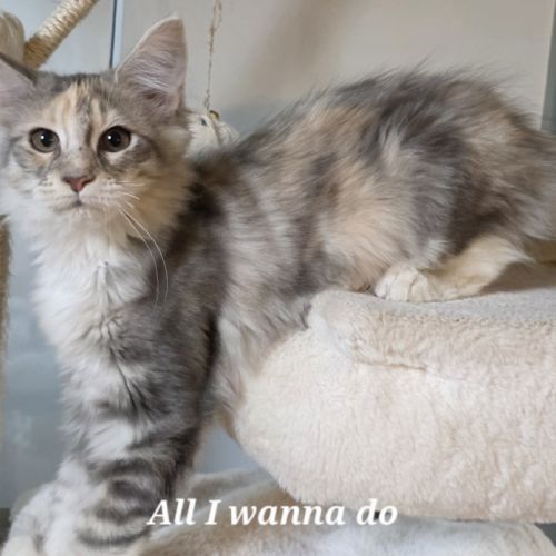 Chatons maine coon loof