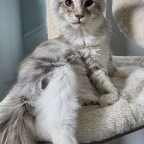 Chatons maine coon loof #5