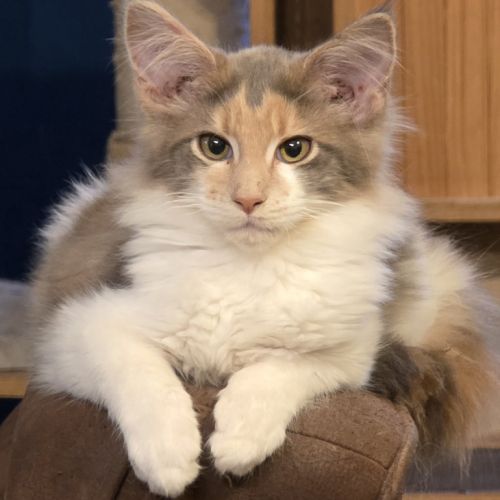 Chatons maine coon loof #6