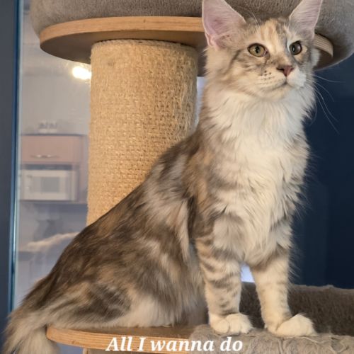 Chatons maine coon loof #4
