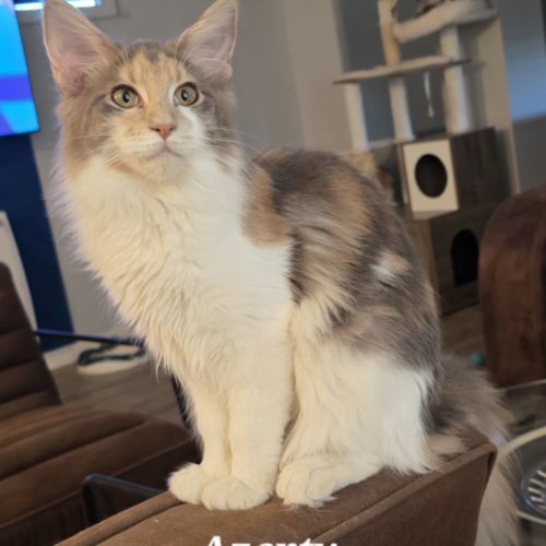 Chatons maine coon loof #5