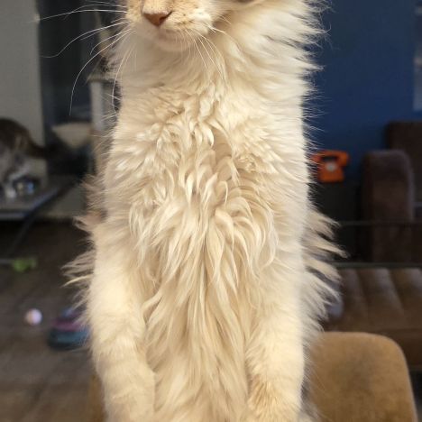 Chatons maine coon loof #6