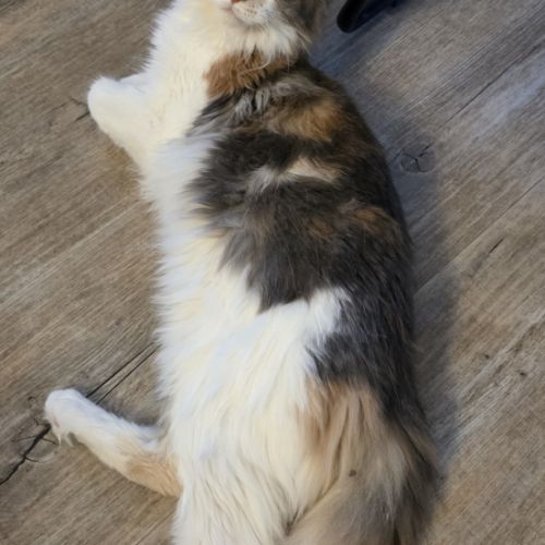 Chatons maine coon loof #7