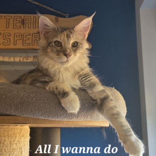 Chatons maine coon loof #8