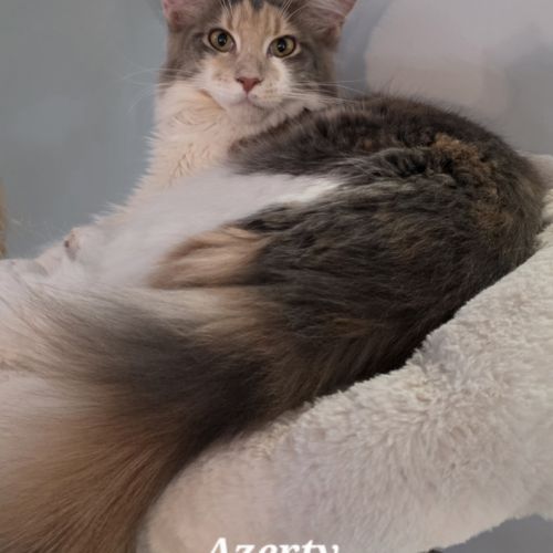 Chatons maine coon loof #5