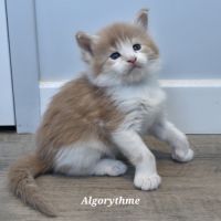 5 chatons maine coon loof