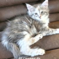 Chatons maine coon loof #0
