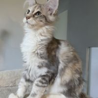 Chatons maine coon loof #3