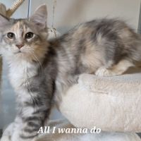 Chatons maine coon loof