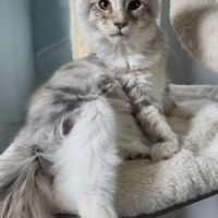 Chatons maine coon loof #5