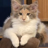 Chatons maine coon loof #6