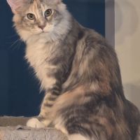 Chatons maine coon loof