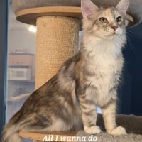 Chatons maine coon loof #4