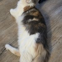 Chatons maine coon loof #7
