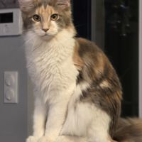 Chatons maine coon loof #3