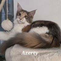 Chatons maine coon loof #4