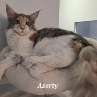 Chatons maine coon loof #6