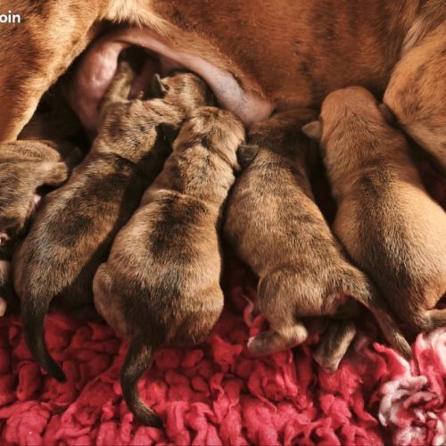 Chiots bulldog continental lof à réserver #2