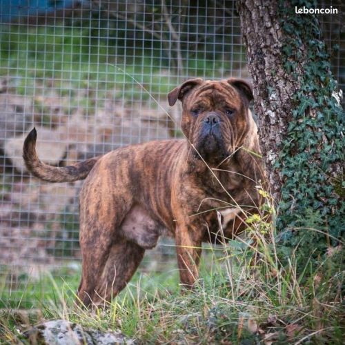 Chiots bulldog continental lof à réserver #5