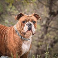 Chiots bulldog continental lof à réserver #1