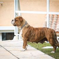 Chiots bulldog continental lof à réserver #4