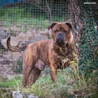 Chiots bulldog continental lof à réserver #5