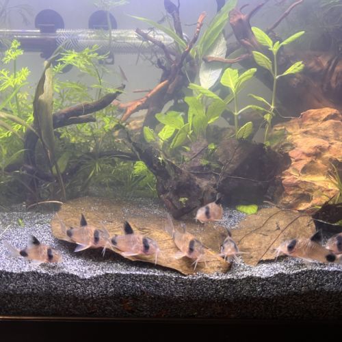 Corydoras panda #1