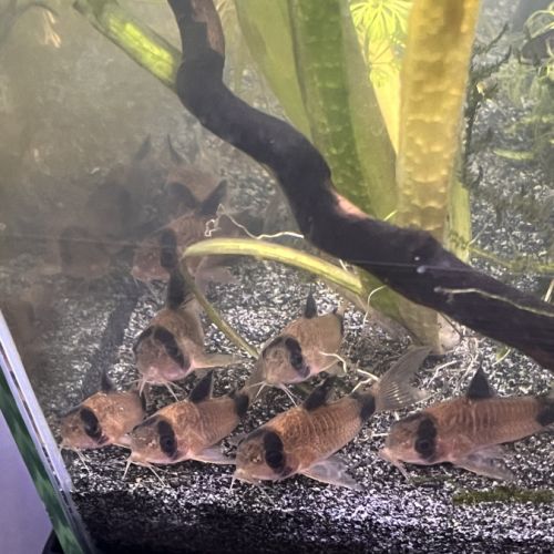 Corydoras panda #3
