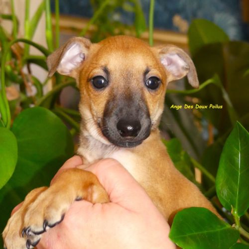 Lévrier italien inscrit au lof