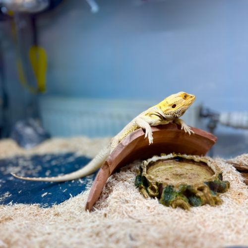 Pogona de 5 ans citrus