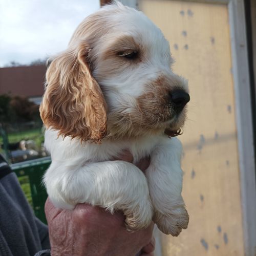 Chiots cocker anglais