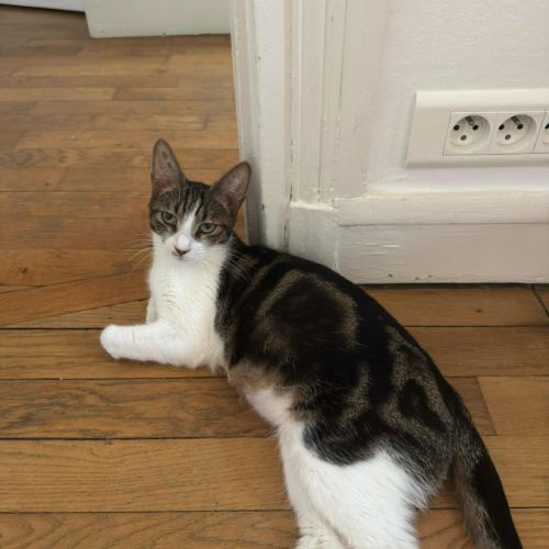 Iris jeune chatte douce et facile à vivre