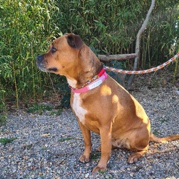 Chien kenya à l adoption #2