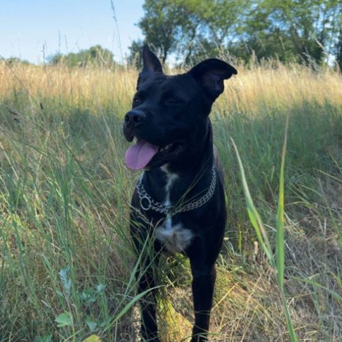 Chien rocco à l adoption #1