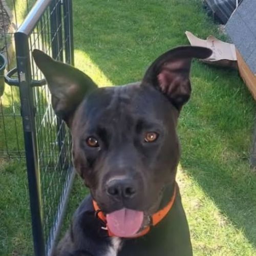 Chien rocco à l adoption