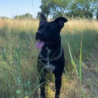 Chien rocco à l adoption #1