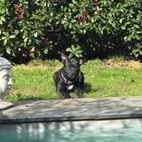 Chien rocco à l adoption #2