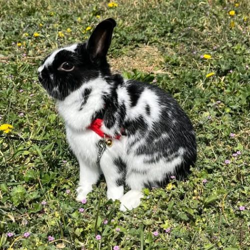 Lapin pepite à l adoption