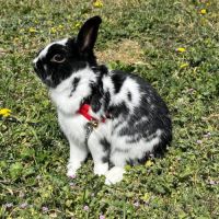 Lapin pepite à l adoption